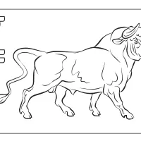 bull coloring pages 1