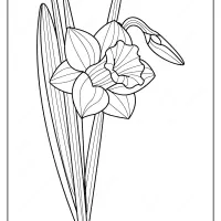 free printable daffodil pdf coloring page