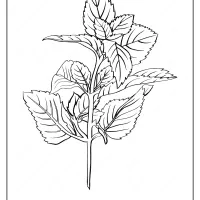 free printable mint outline pdf coloring page