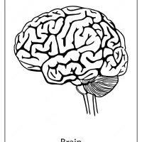 Free Printable Biology Outline Pdf Coloring Page 35 free printable brain outline pdf coloring page