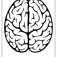 Free Printable Brain Outline Pdf Coloring Pages 36 free printable brain outline pdf coloring pages