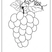 free printable grapes pdf coloring page