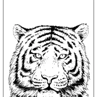 free printable wwf tiger pdf coloring page