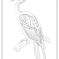 free printable animals bird pdf coloring pages 18