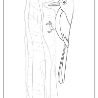 free printable animals bird pdf coloring pages 24