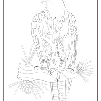 free printable animals eagle pdf coloring page