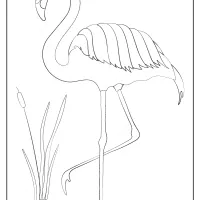 free printable animals flamingo pdf coloring page