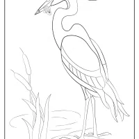 free printable animals heron pdf coloring page