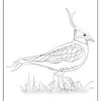 free printable animals lapwing pdf coloring page