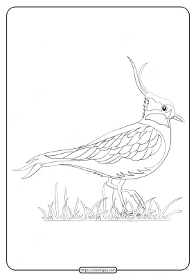 Free Printable Animals Lapwing Pdf Coloring Page