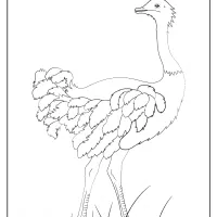free printable animals ostrich pdf coloring page