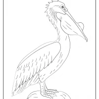 free printable animals pelican pdf coloring page