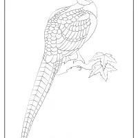 free printable animals pheasant pdf coloring page