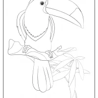 free printable animals toucan pdf coloring page