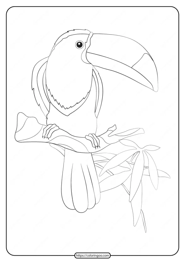 free printable animals toucan pdf coloring page