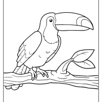 free printable animals toucan pdf coloring pages