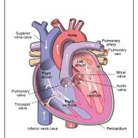 Free Printable Diagram of the Human Heart 22 free printable diagram of the human heart
