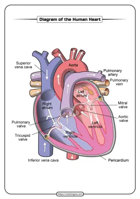 Free Printable Diagram of the Human Heart