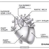 Free Printable Parts of the Human Heart Worksheet 21 free printable parts of the human heart worksheet