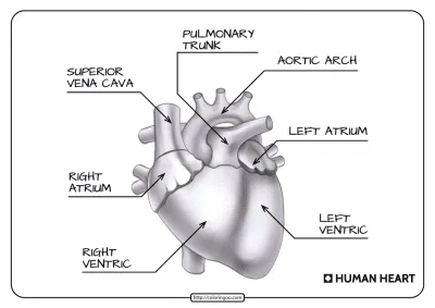 Free Printable Parts of the Human Heart Worksheet