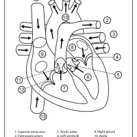 Printable Diagram of the Human Heart Pdf Worksheet 20 printable diagram of the human heart pdf worksheet 1