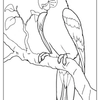 printables parrot coloring pages