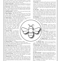 25 Amazing Honey Bee Facts Worksheet 23 25 amazing honey bee facts worksheet