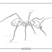 ant coloring pages
