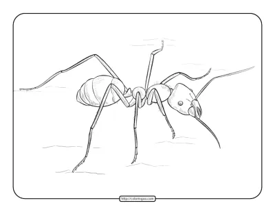 Ant Coloring Page