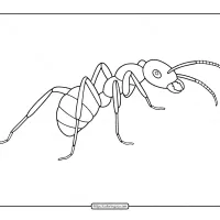ant pdf coloring page