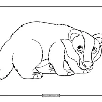 badger coloring page