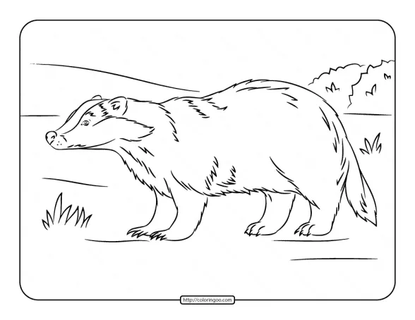 European Badger Coloring Page 1 european badger coloring page