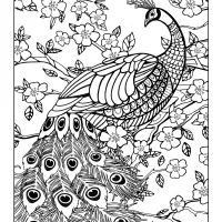 free printables peacock coloring page