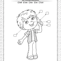 Our 5 Senses Pdf Worksheet 8 printable our 5 senses pdf worksheet