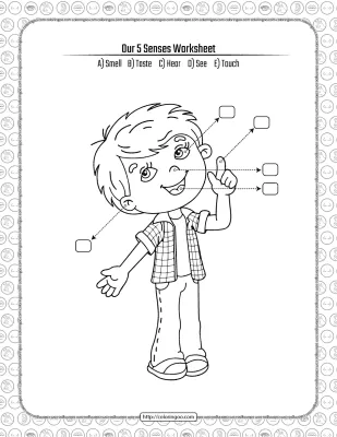 Our 5 Senses Pdf Worksheet