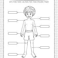 Printable Parts of the Body Pdf Worksheet 7 printable parts of the body pdf worksheet