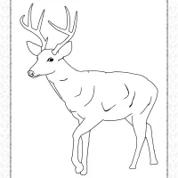 printable deer coloring pages