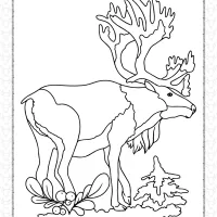 printable old deer coloring page