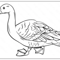 duck coloring pages for kids
