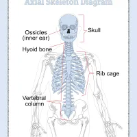 Printable Axial Skeleton Diagram Pdf Worksheet 63 printable axial skeleton diagram pdf worksheet