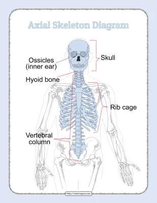 Printable Axial Skeleton Diagram Pdf Worksheet