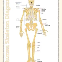 Printable Human Skeleton Diagram Pdf Worksheet 64 printable human skeleton diagram pdf worksheet