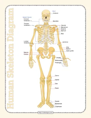 Printable Human Skeleton Diagram Pdf Worksheet