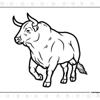 Bull Pdf Coloring Sheet