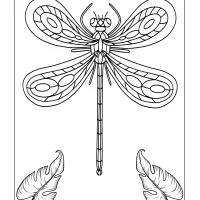 Dragonfly Colouring Sheet 4 Dragonfly Colouring Sheet