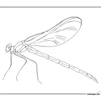 Dragonfly Outline Coloring Page 3 Dragonfly Outline Coloring Page
