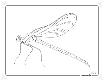 Dragonfly Outline Coloring Page