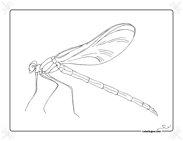 Dragonfly Outline Coloring Page 1 Dragonfly Outline Coloring Page