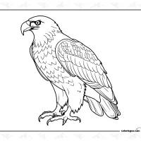 Eagle Drawing Coloring Page