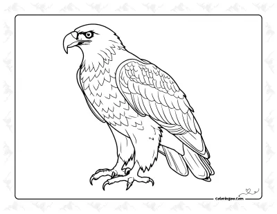 Eagle Drawing Coloring Page